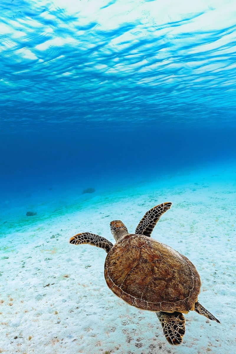 Deep-Sea Exploration